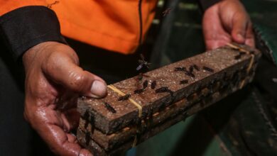 7 cara aman kemudian mudah-mudahan basmi lalat di rumah