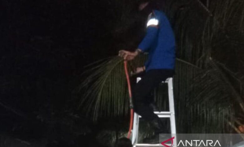 Cara aman usir tawon yang tersebut mana bersarang di di rumah