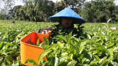 Perbedaan karyawan kemudian buruh: Definisi, hak, tak lama kemudian status pekerjaan