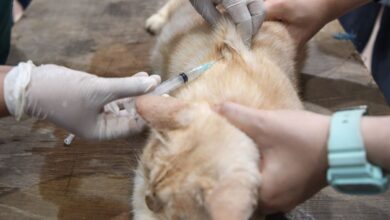 8 cara efektif cegah kucing BAB sembarangan pada halaman rumah