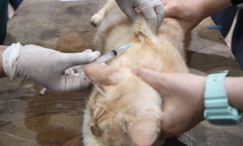 8 cara efektif cegah kucing BAB sembarangan pada halaman rumah